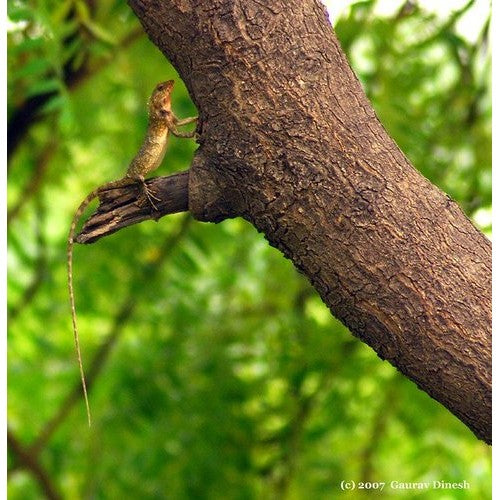 MY FAMILY TAZZA 360 ROSA